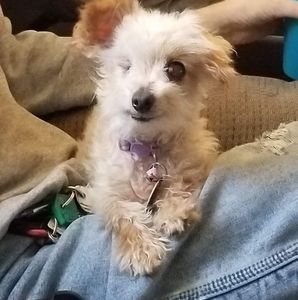 Meet your Posher, Gretchen